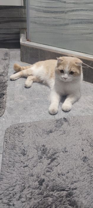 Вязка шотландского скоттиш фолд кота