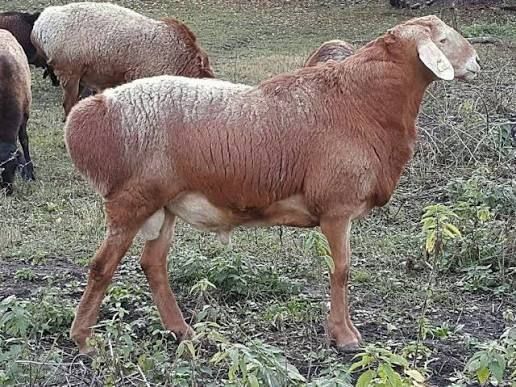 Buxoro qo'chqorlari bor qurbonlik , aqiqa   va boshqa marosimlar uchun