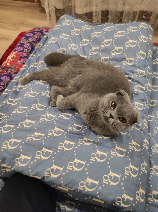 Кошка Лили с Паспортом
