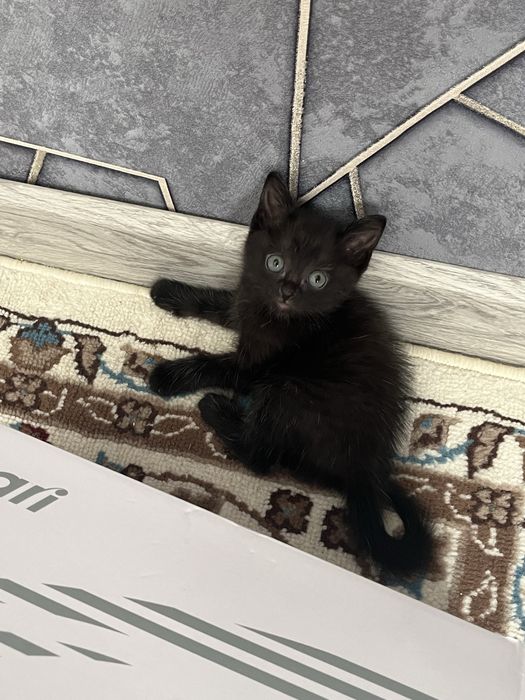Отдам котят в добрые руки!