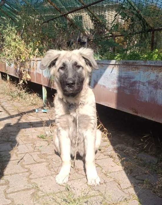 Отдам щенка девочку в хорошие надежные руки