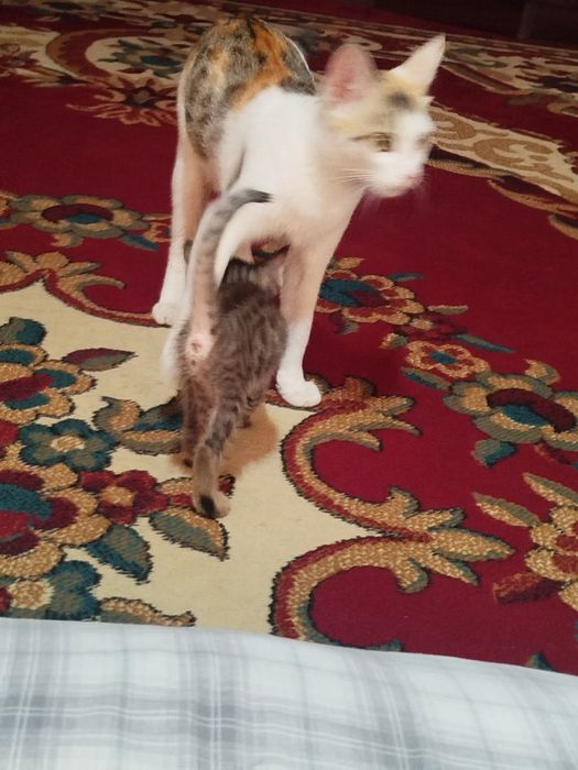 Ona bola mushuklar