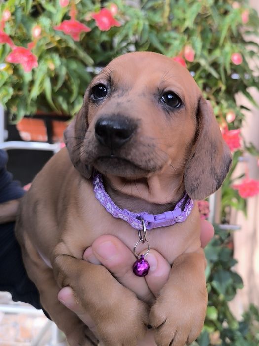 Teckel dachshund