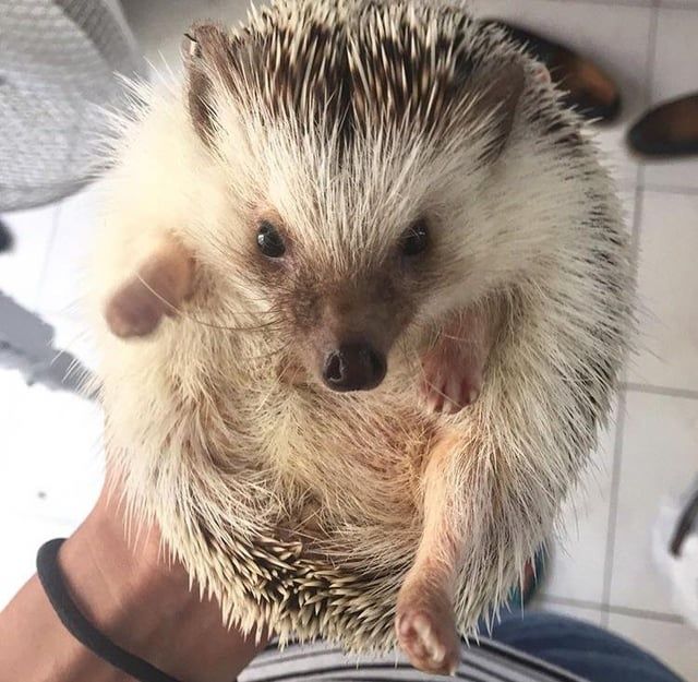 Vand arici pitic African