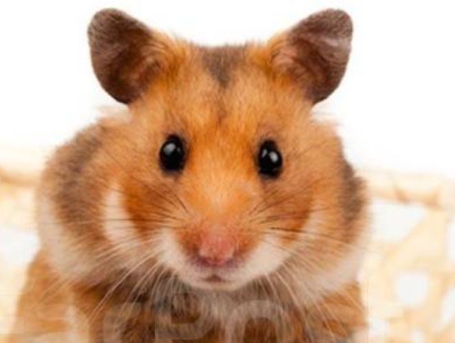 Продаются хомяки