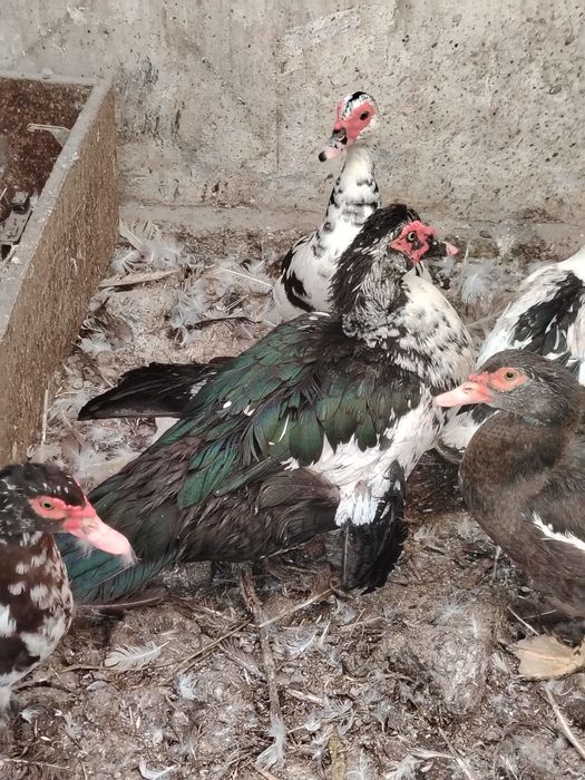 O'rdak g'ozlar sotiladi lichkada kelishamiz chirchiq