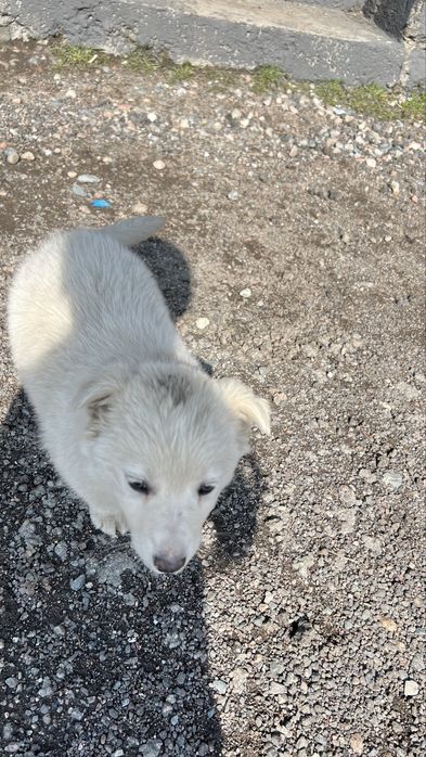 Сабака     белая