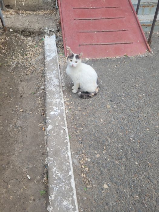 молодая кошечка на улице