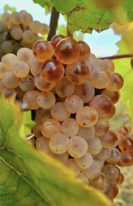 Vând struguri de vin