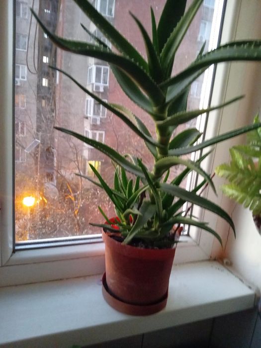 Alloe Vera, plantă 4 ani.