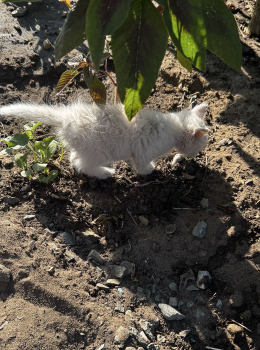 Отдам котенка подкинули
