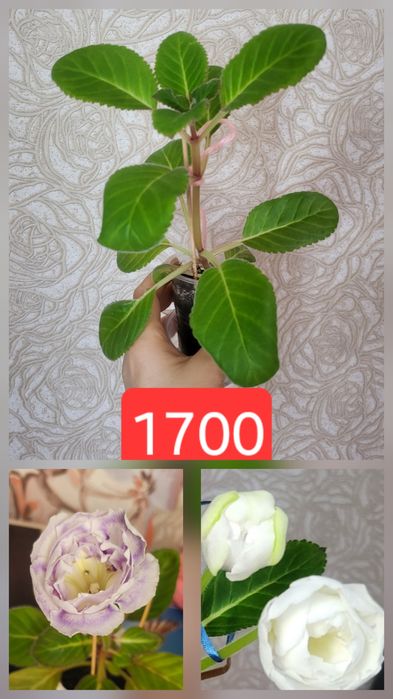 Махровая глоксиния 1700 45я