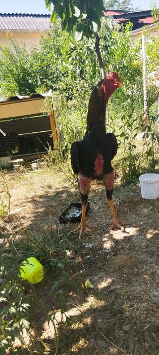 Xoʻroz sotiladi zoti toza