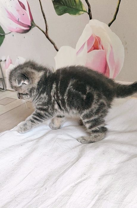 Бронь на вислоухий котяток!