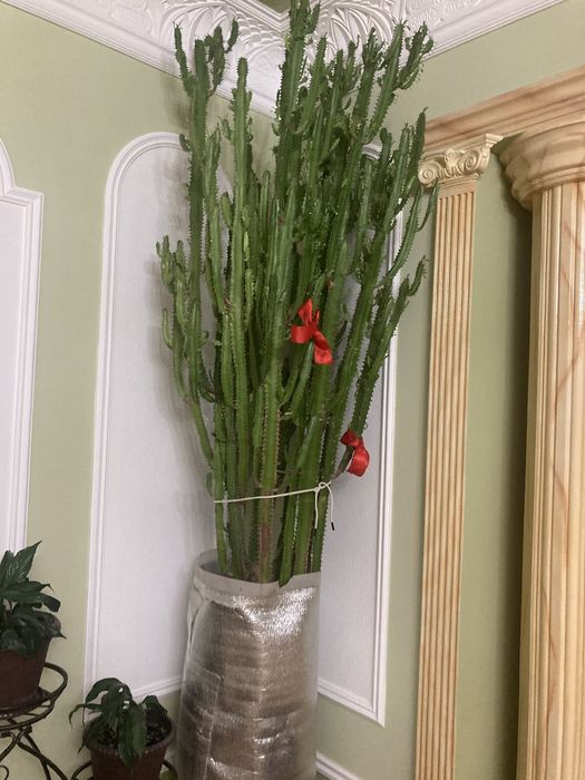 растения Молочай,женские счастья и доллоровое дерево