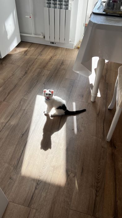 Отдам котенка в добрые руки