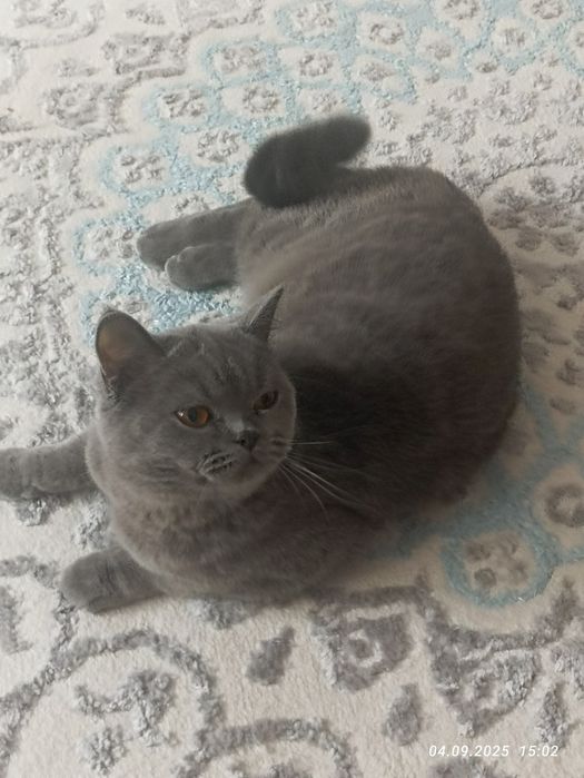 Продам британскую кошку