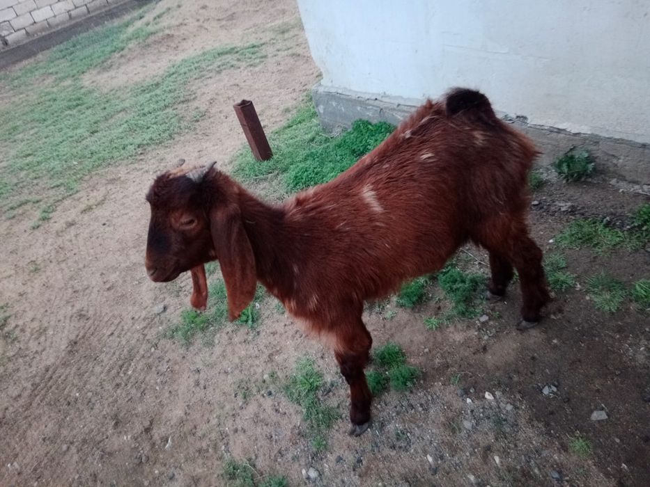 Нуб комари сатылады