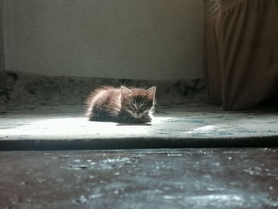 Qishloq qizlari porno onlayn tomosha qiling