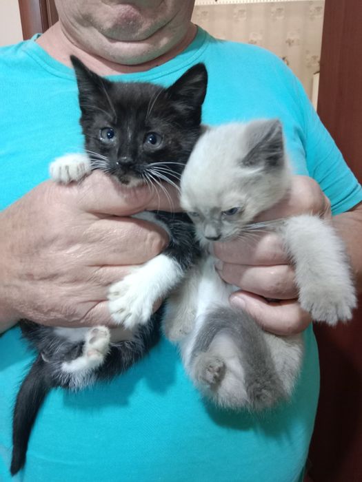Котята отдаю в добрые руки