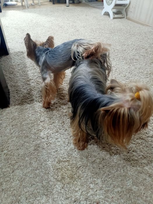 Йоркширские щенки