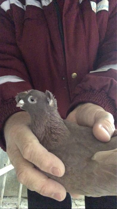 Продажа старопородные игровые