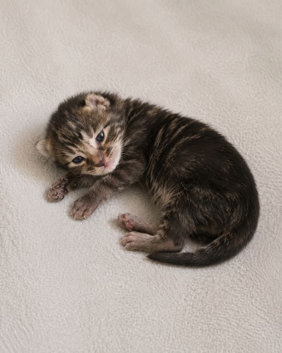 Котята ищут семью