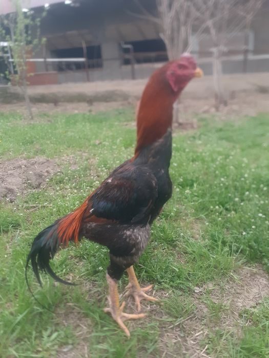 Туляк продаже спар есть