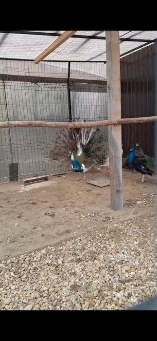 Porumbei de vânzare