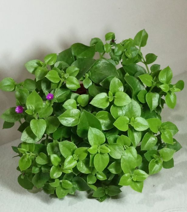 Продам. Аптелия.