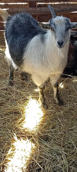 Сүтті ешкі. Парода нуби