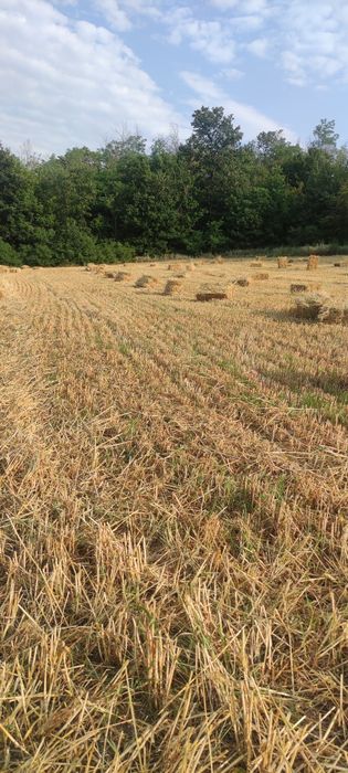 Малки бали слама