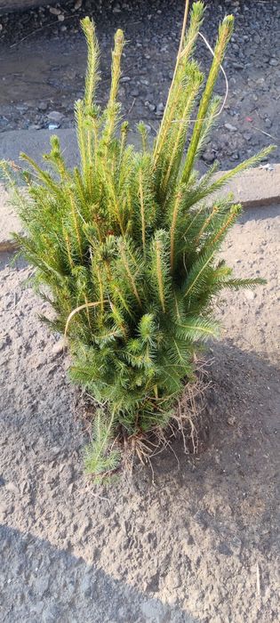 Puieți de molid, brad,pin