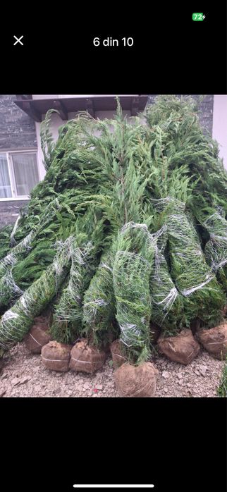 Leylandii Cupressus - Tu alegi Dimensiunea