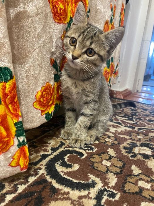 Отдам в добрые руки