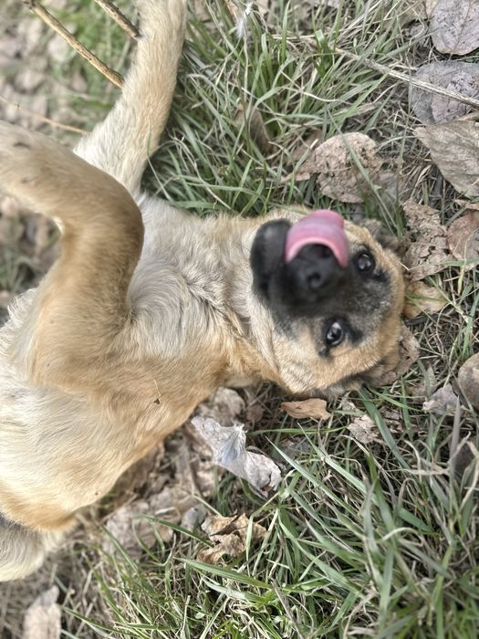 ИЩЕТ ДОМ. Девочка, 5 месяцев