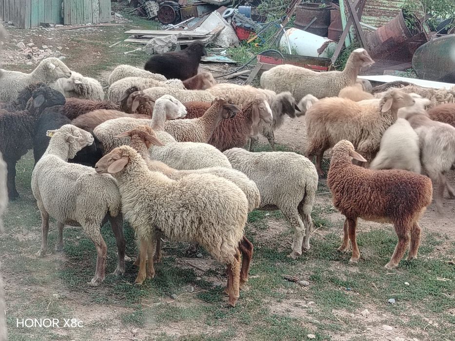 Продам баранов оптом.
