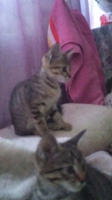 Отдам котят в хорошие руки