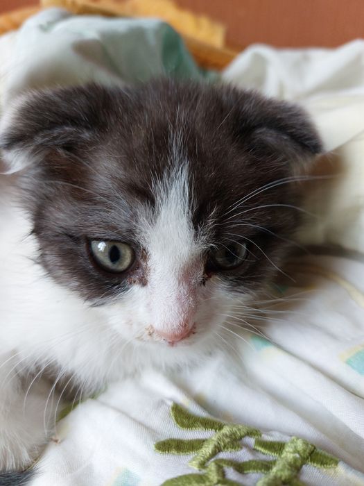 Отдам котят в хорошие руки!!!