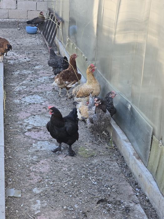 Продам Кур Доминант.Цыплята