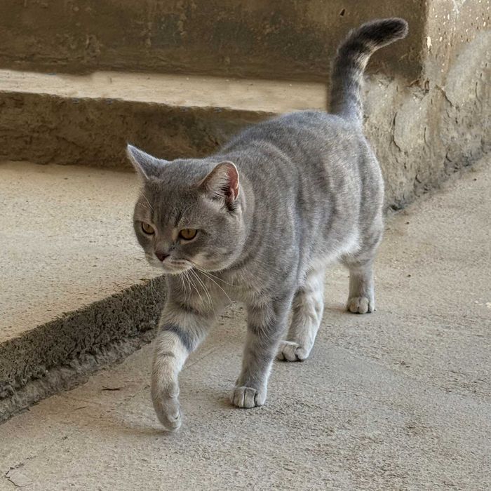 Опытный британский кот (Silver Tabby) приглашает на вязку