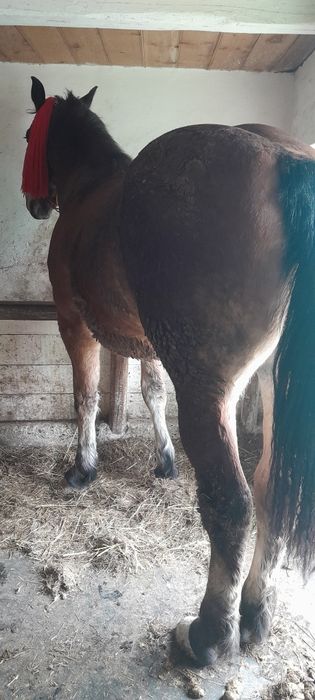 Vand manza invatata la ham