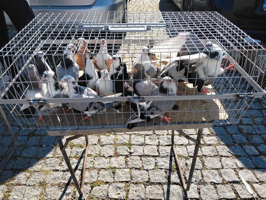 Porumbei poște si galațeni