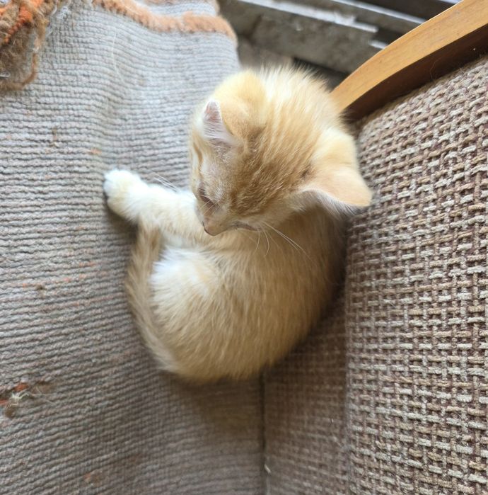 Отдам котят мальчик еркек