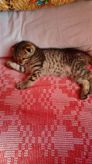 Вязка шотландский Скотишь страйт