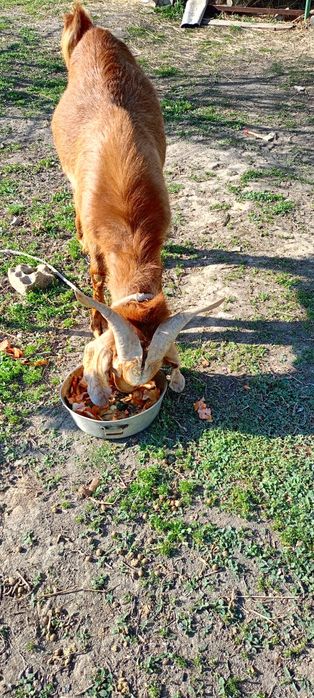 Теке Битал 2 Жас