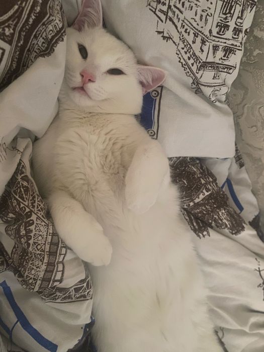 Отдам в хорошие руки кошку
