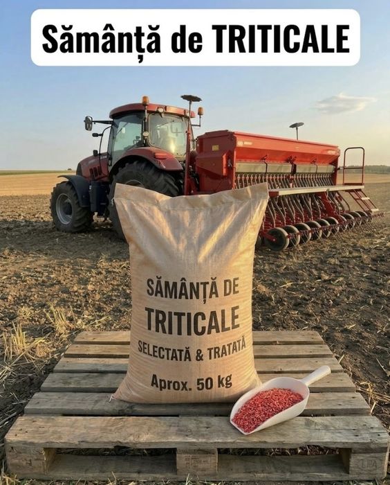 Triticake seminte, Sămânță de Triticale  , selectate șitratatăe, saci ~50 kg