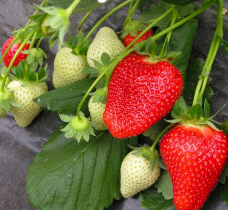 Stoloni/ răsad căpșuni