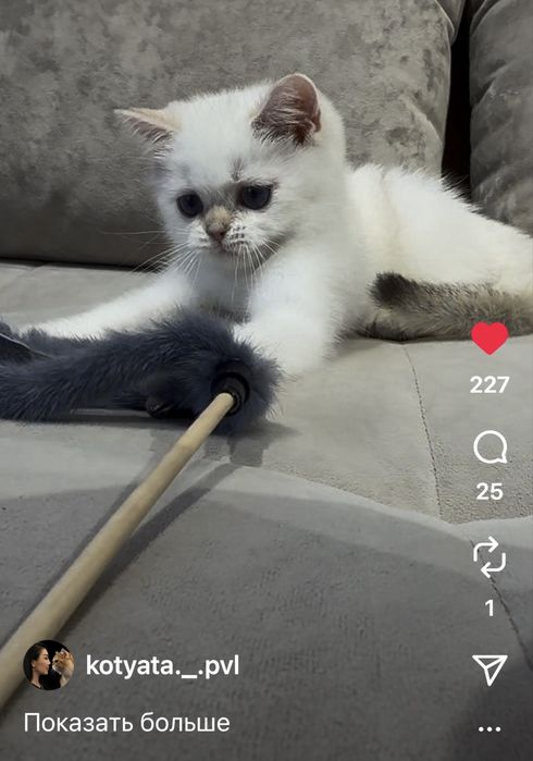Котята шиншиллята с документами